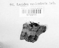 Lecidea vesicularis image